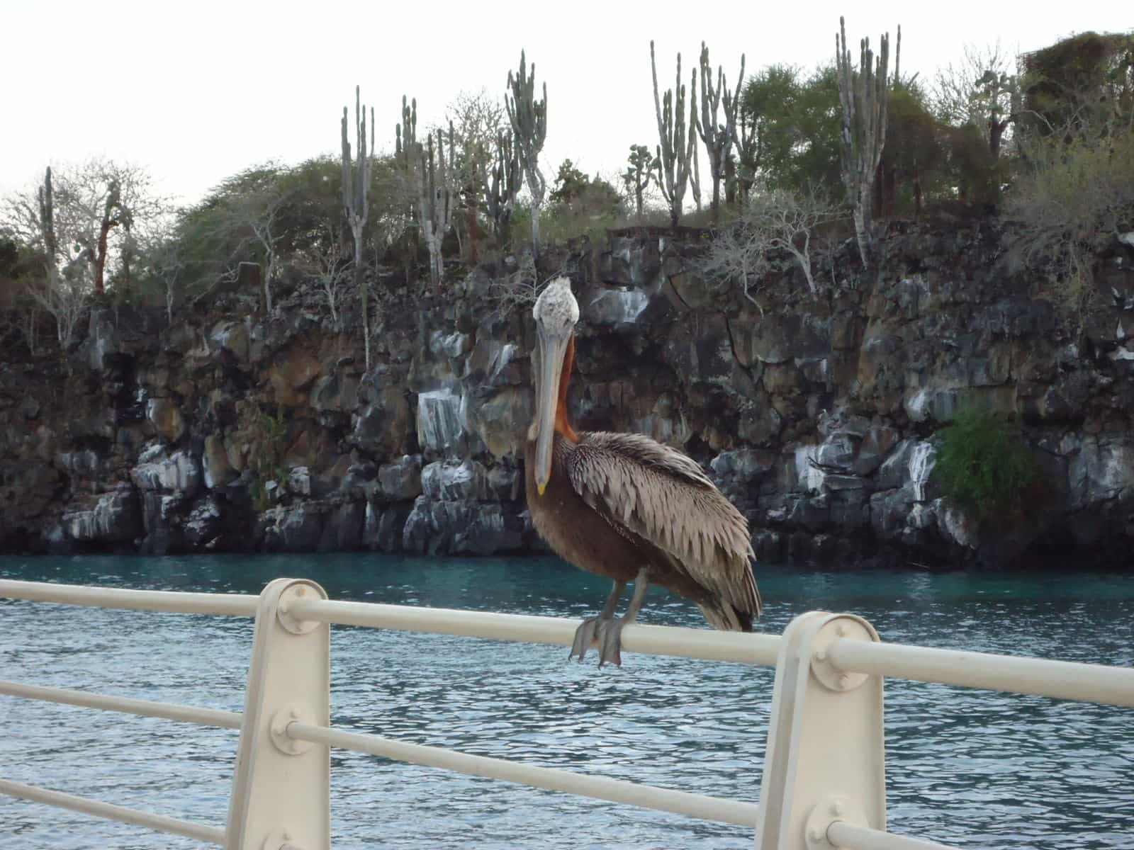 Pelican at Puerto Ayora, Galapagos