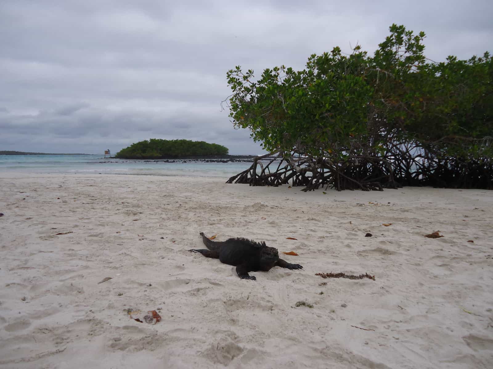 A marine iguana at Tortuga Bay, Galapagos