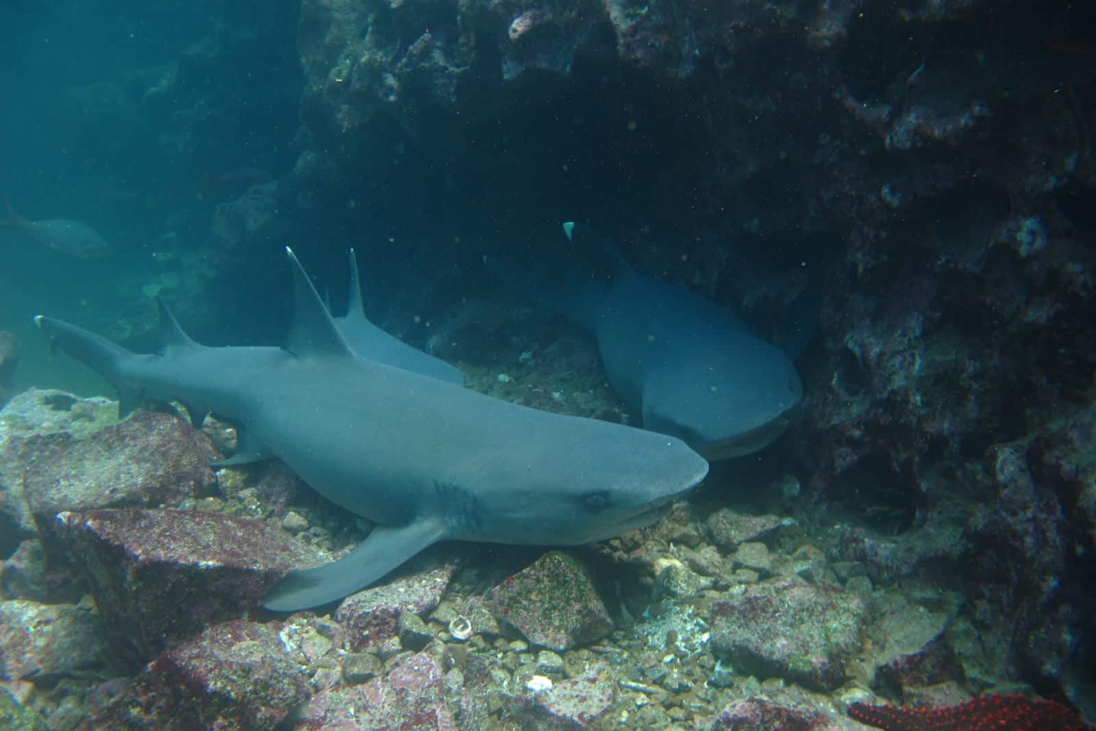 White tip shark at Galapagos