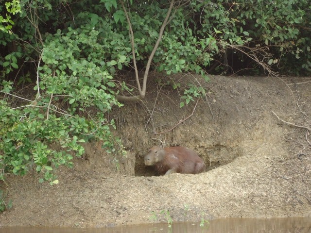 kapibara bolivia rurrenabaque