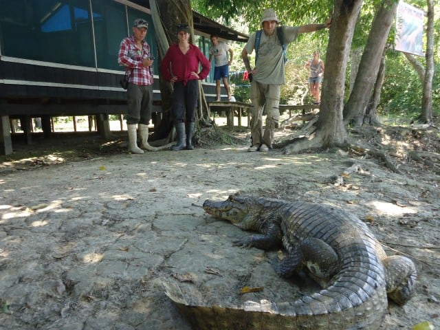 krokodil bolivia rurrenabaque
