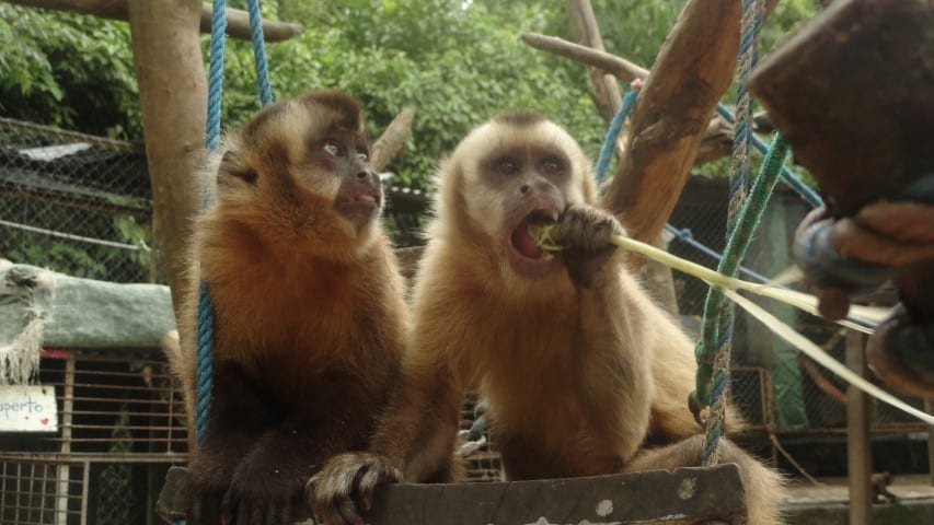 opice kapucin, bolivia