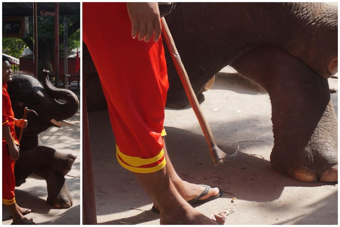 palica na slony krute zaobchadzanie thajsko